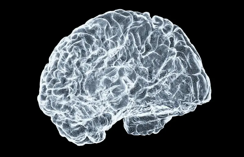 3D model of a human brain