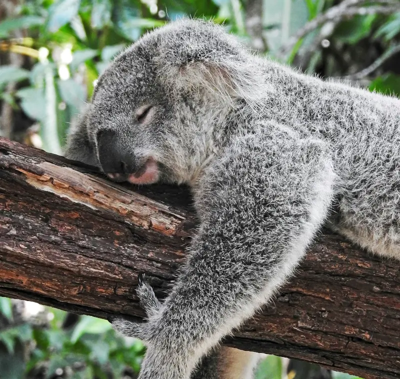 koala sleeping on a tree branch